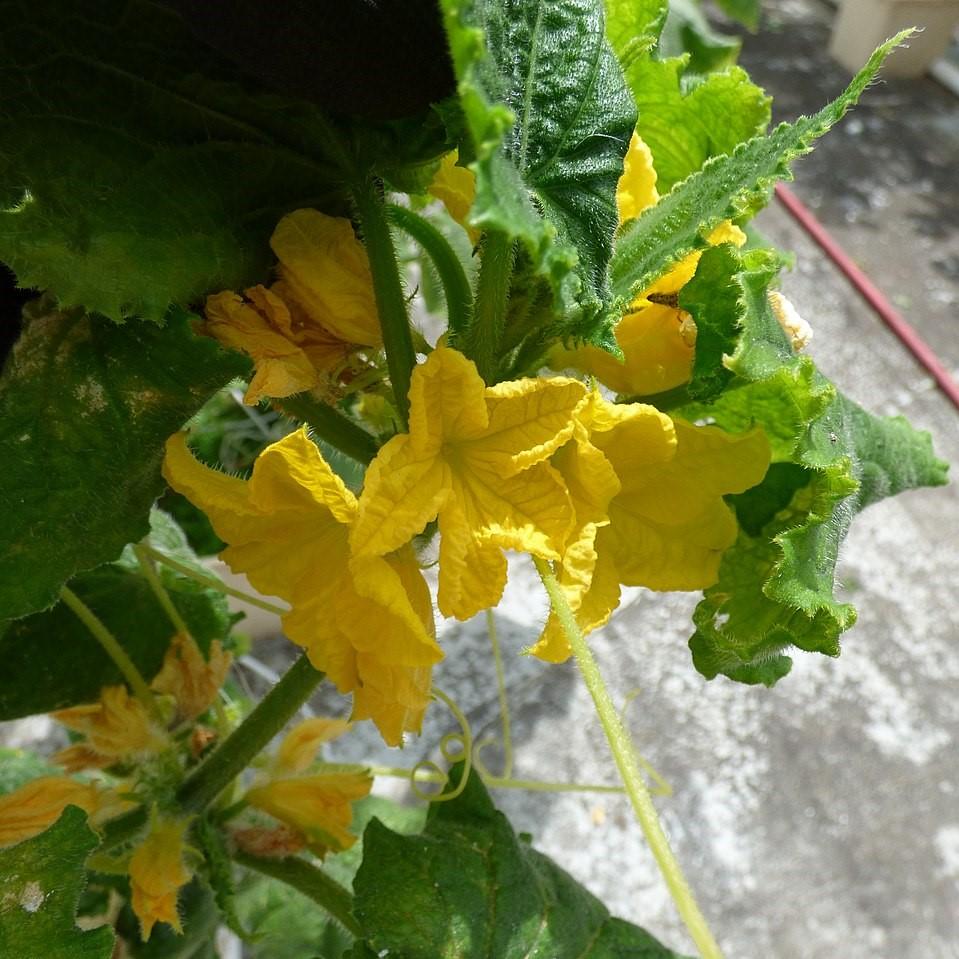 Cucumis sativus 'Muncher' ~ Muncher Cucumber-ServeScape