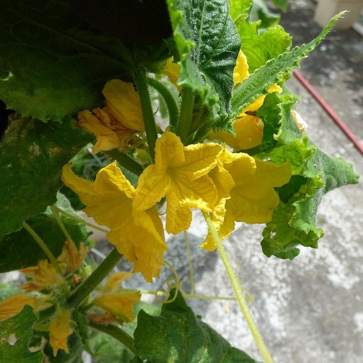Cucumis sativus 'Muncher' ~ Muncher Cucumber-ServeScape
