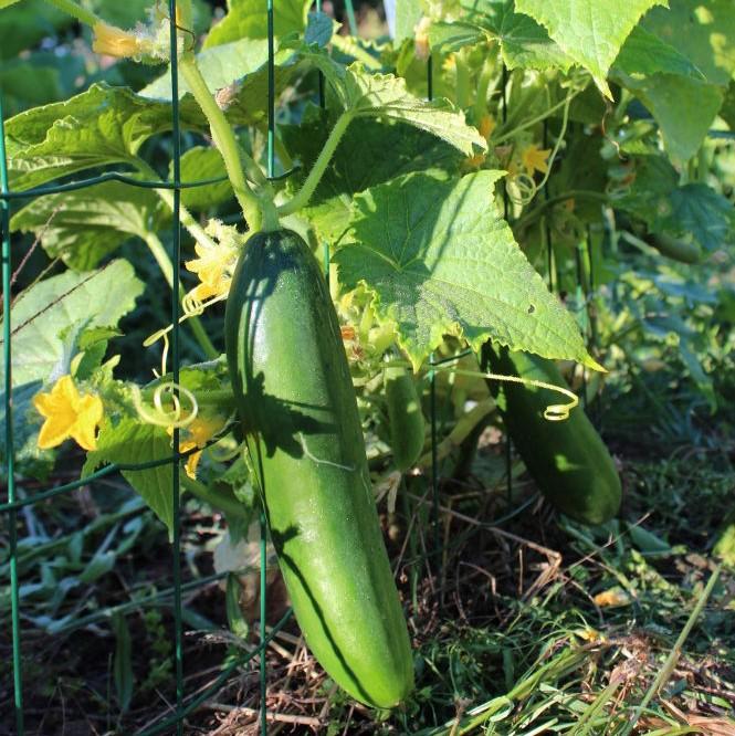 Cucumis sativus 'Muncher' ~ Muncher Cucumber-ServeScape
