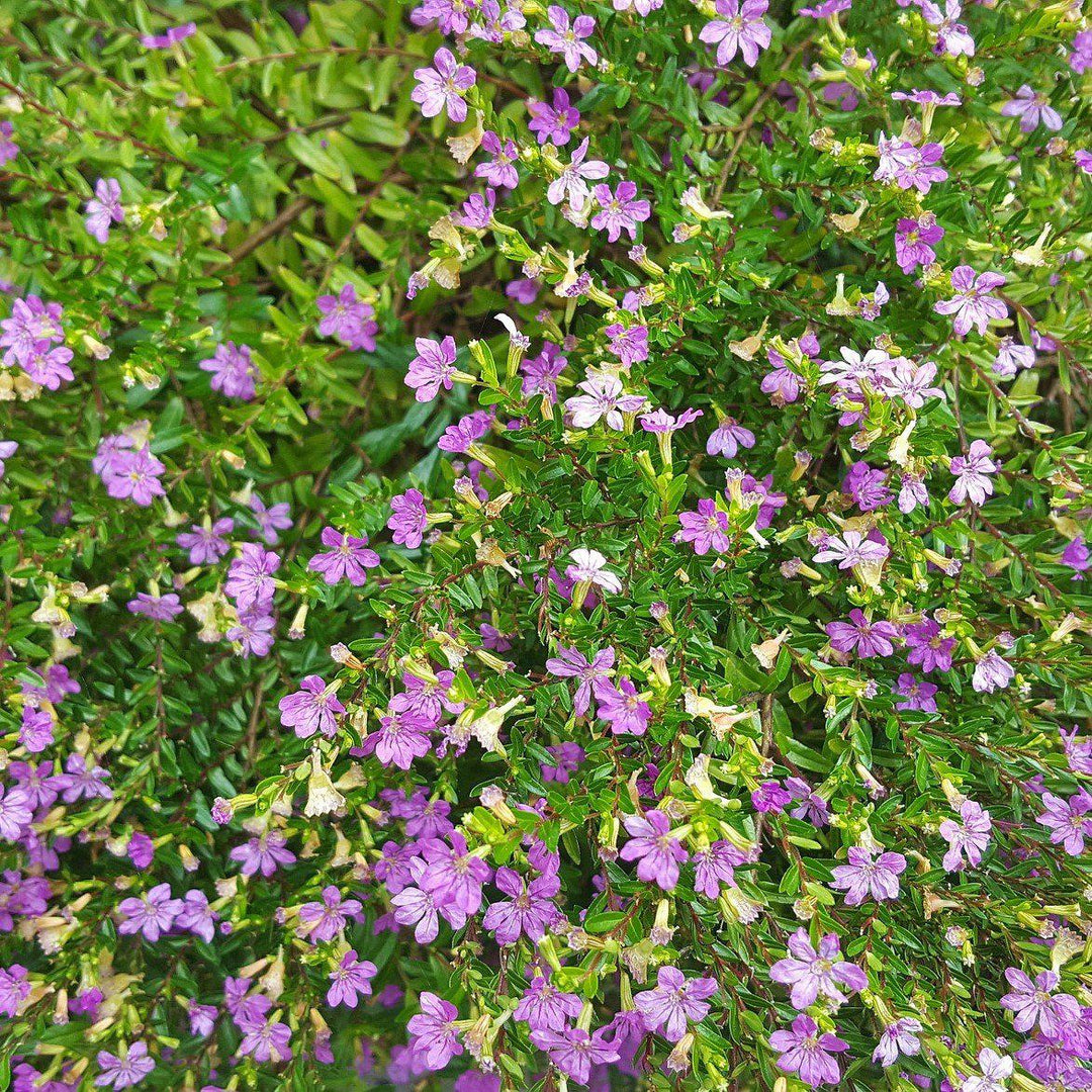 Cuphea hyssopifolia ~ Mexican Heather, False Heather-ServeScape