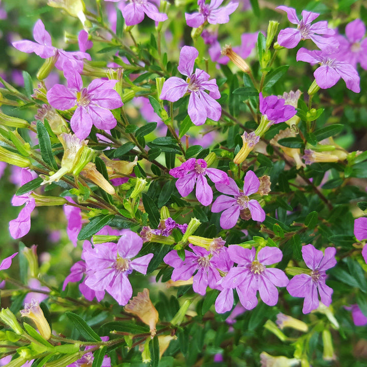 Cuphea hyssopifolia ~ Mexican Heather, False Heather-ServeScape