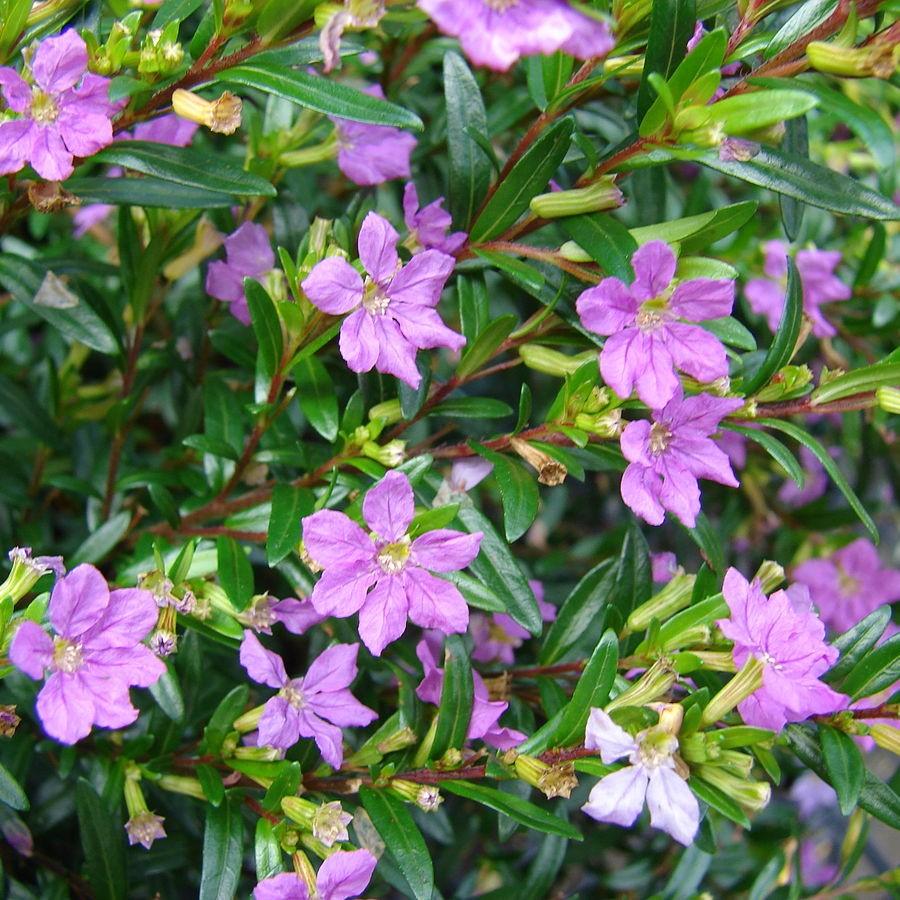 Cuphea hyssopifolia ~ Mexican Heather, False Heather-ServeScape