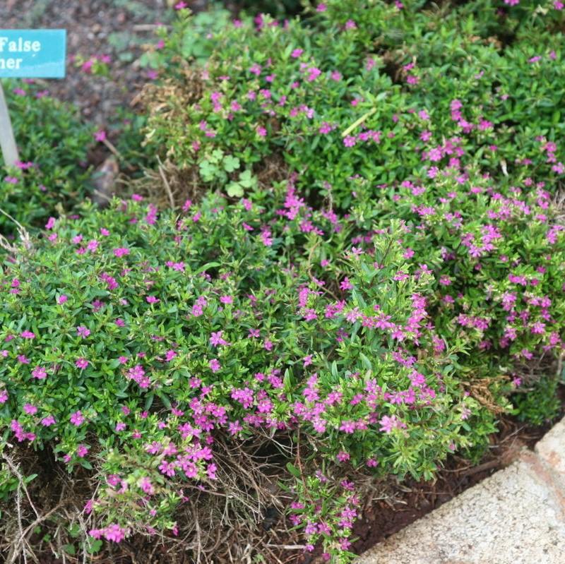 Cuphea hyssopifolia ~ Mexican Heather, False Heather-ServeScape