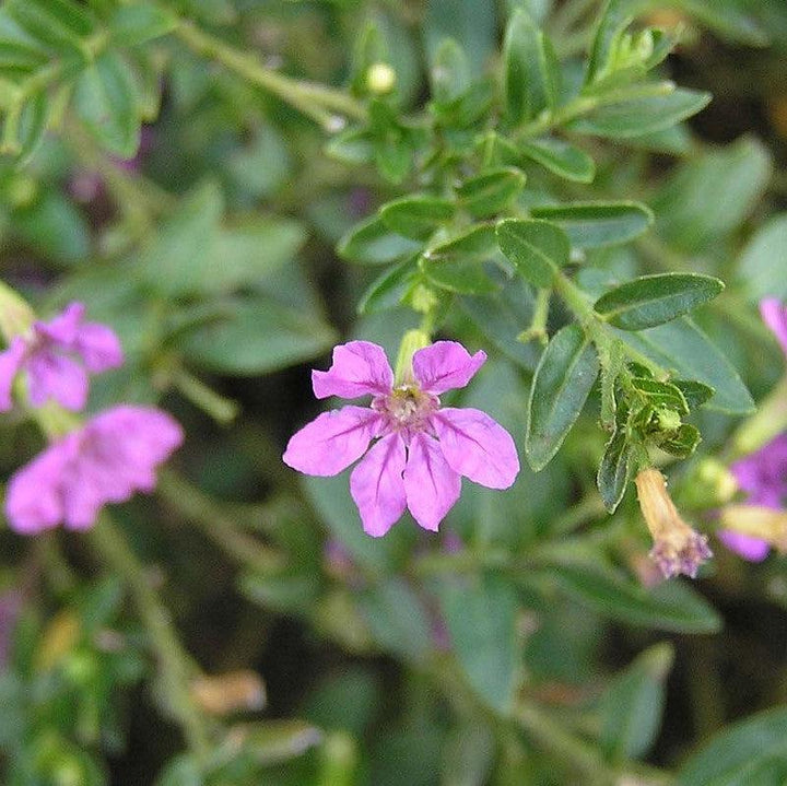 Cuphea hyssopifolia 'Allyson' ~ Allyson Mexican Heather, False Heather-ServeScape