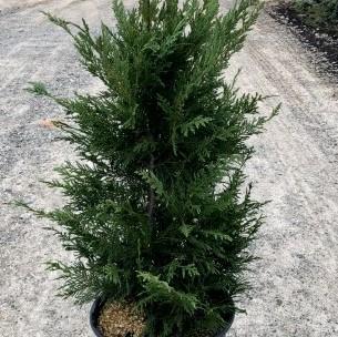 Cupressocyparis leylandii ~ Leyland Cypress-ServeScape