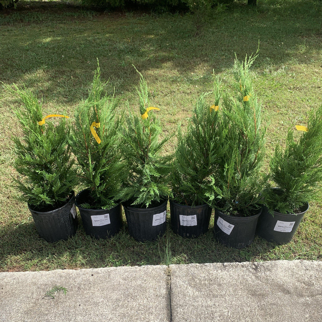 Cupressocyparis leylandii ~ Leyland Cypress-ServeScape