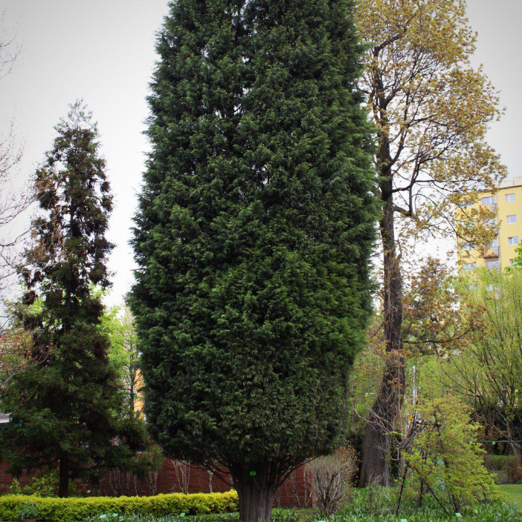 Cupressocyparis leylandii 'Naylor's Blue' ~ Naylor's Blue Leyland Cypress - Delivered By ServeScape