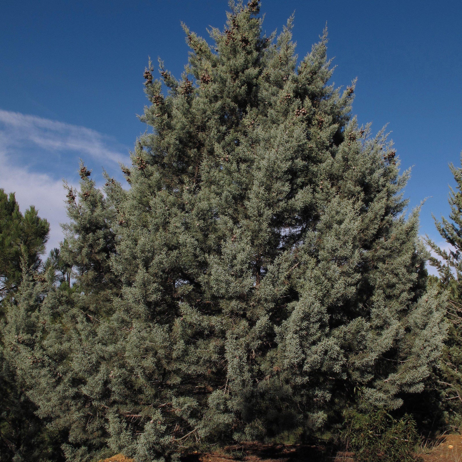 Cupressus arizonica ~ Arizona Cypress-ServeScape