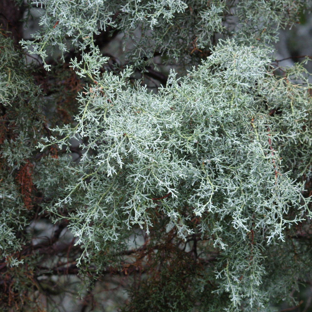 Cupressus arizonica glabra 'Blue Ice' ~ Blue Ice Arizona Cypress - Delivered By ServeScape