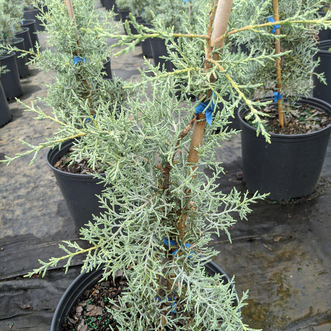 Cupressus arizonica glabra 'Blue Ice' ~ Blue Ice Arizona Cypress - Delivered By ServeScape