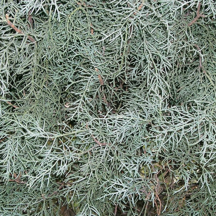 Cupressus arizonica glabra 'Blue Ice' ~ Blue Ice Arizona Cypress-ServeScape