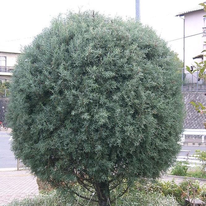 Cupressus arizonica glabra 'Blue Ice' ~ Blue Ice Arizona Cypress-ServeScape