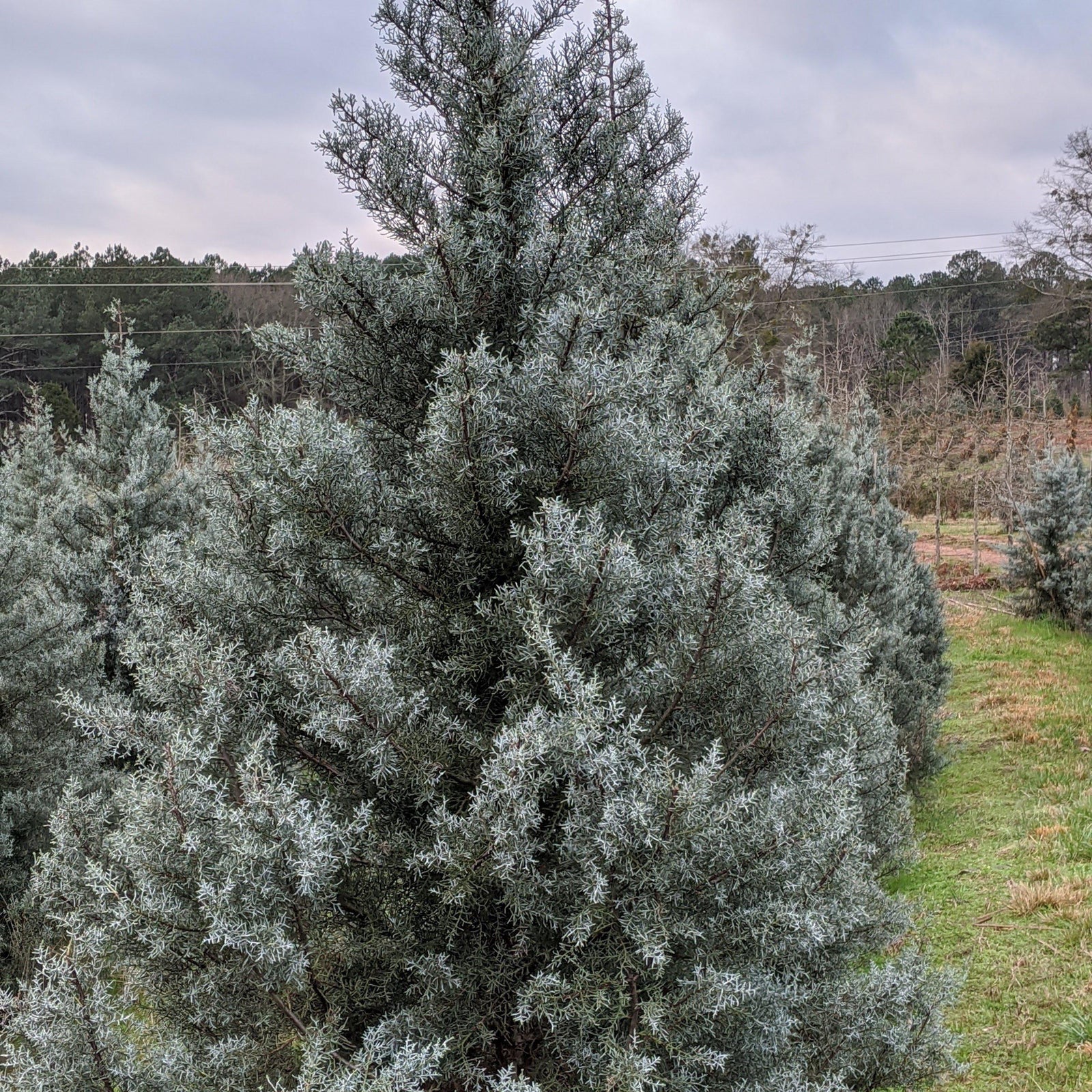 Cupressus arizonica glabra 'Blue Ice' ~ Blue Ice Arizona Cypress - Delivered By ServeScape