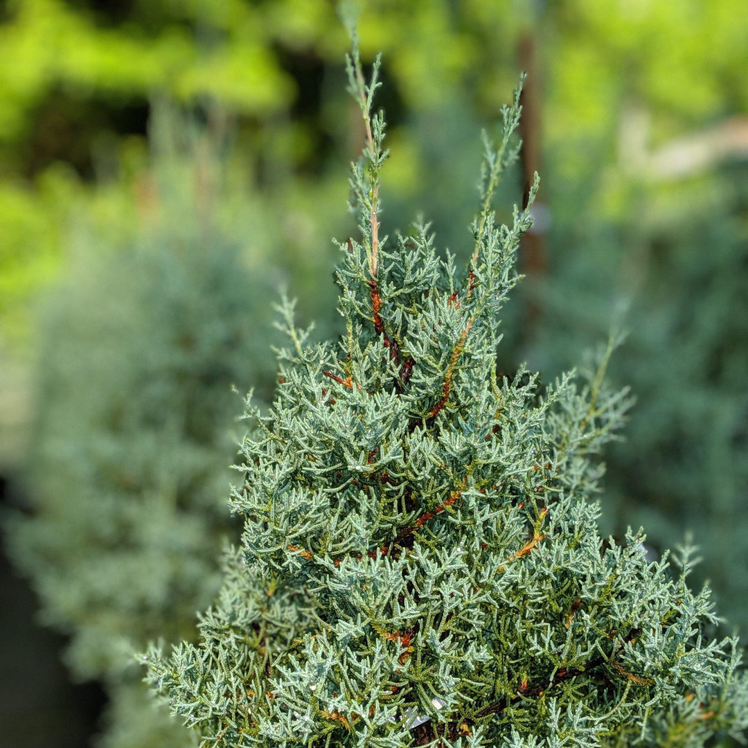 Cupressus arizonica glabra 'Silver Smoke'' ~ Silver Smoke Arizona Cypress - Delivered By ServeScape