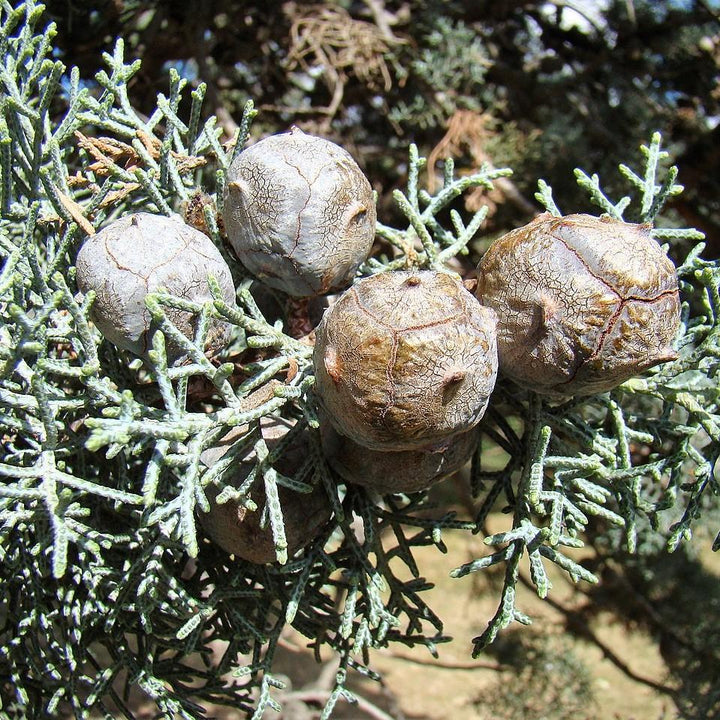 Cupressus arizonica glabra 'Silver Smoke' ~ Silver Smoke Arizona Cypress-ServeScape