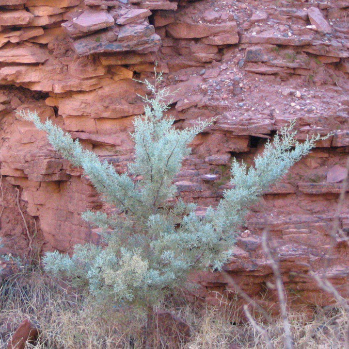 Cupressus arizonica glabra 'Silver Smoke' ~ Silver Smoke Arizona Cypress-ServeScape