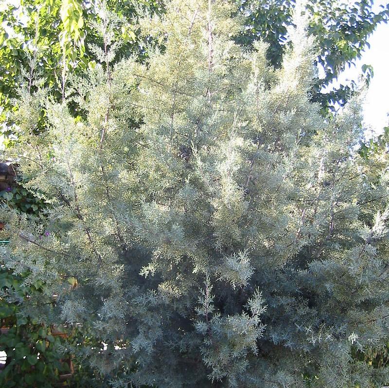 Cupressus arizonica glabra 'Silver Smoke' ~ Silver Smoke Arizona Cypress-ServeScape