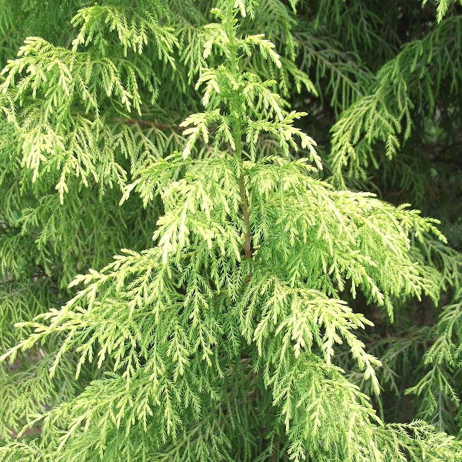 Cupressus macrocarpa 'Snowcrest' ~ Snowcrest Lemon Cypress-ServeScape