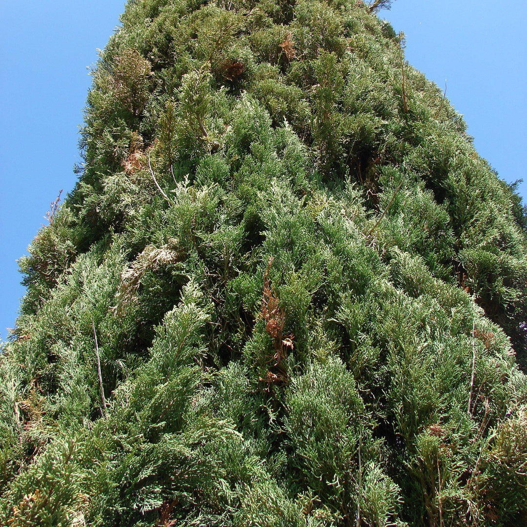 Cupressus sempervirens ~ Italian Cypress-ServeScape