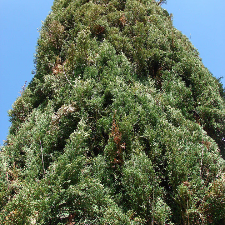 Cupressus sempervirens ~ Italian Cypress-ServeScape