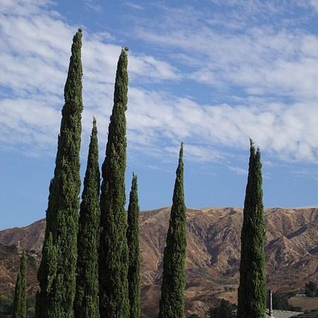 Cupressus sempervirens ~ Italian Cypress - Delivered By ServeScape