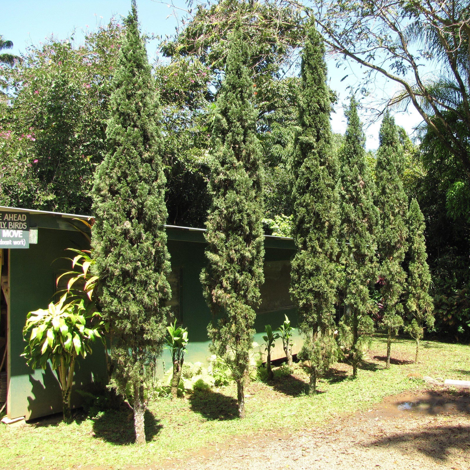 Cupressus sempervirens ~ Italian Cypress-ServeScape