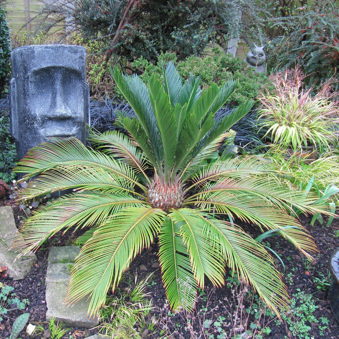 Cycas revoluta ~ Sago palm-ServeScape