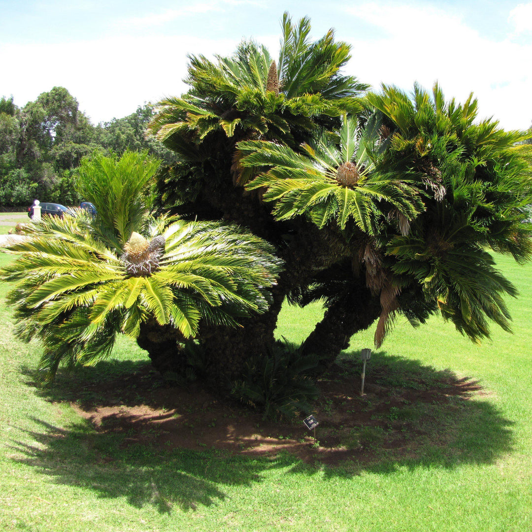 Cycas revoluta ~ Sago palm-ServeScape