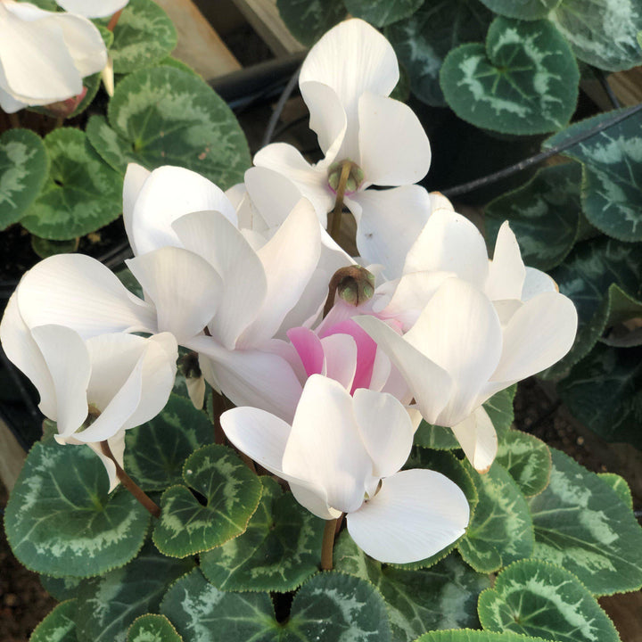 Cyclamen persicum ~ Cyclamen-ServeScape