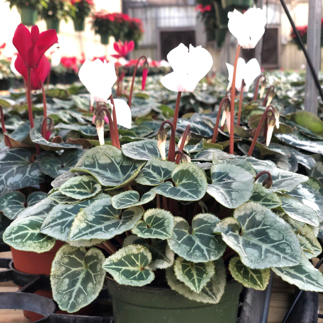 Cyclamen persicum ~ Cyclamen-ServeScape