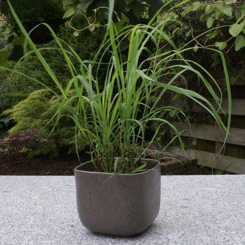 Cymbopogon citratus ~ Lemongrass-ServeScape