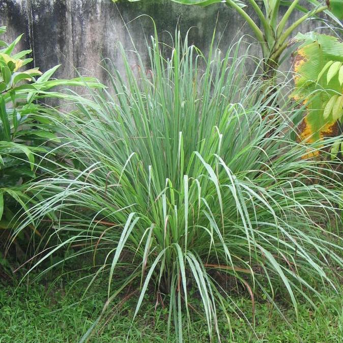 Cymbopogon citratus ~ Lemongrass-ServeScape