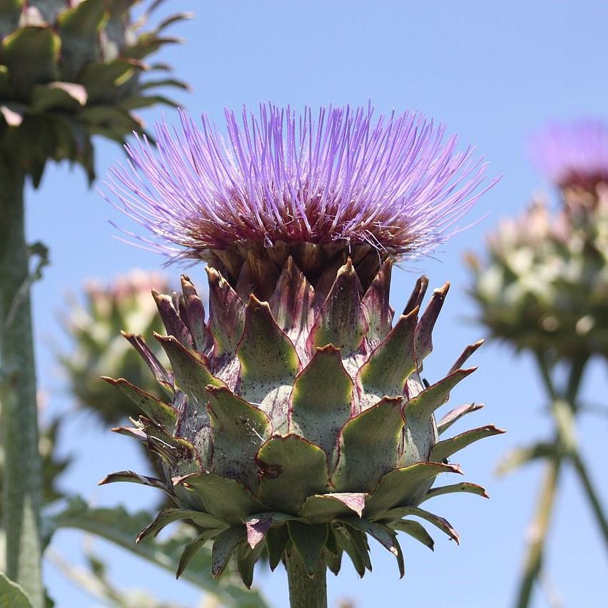 Cynara cardunculus ~ Cardoon-ServeScape