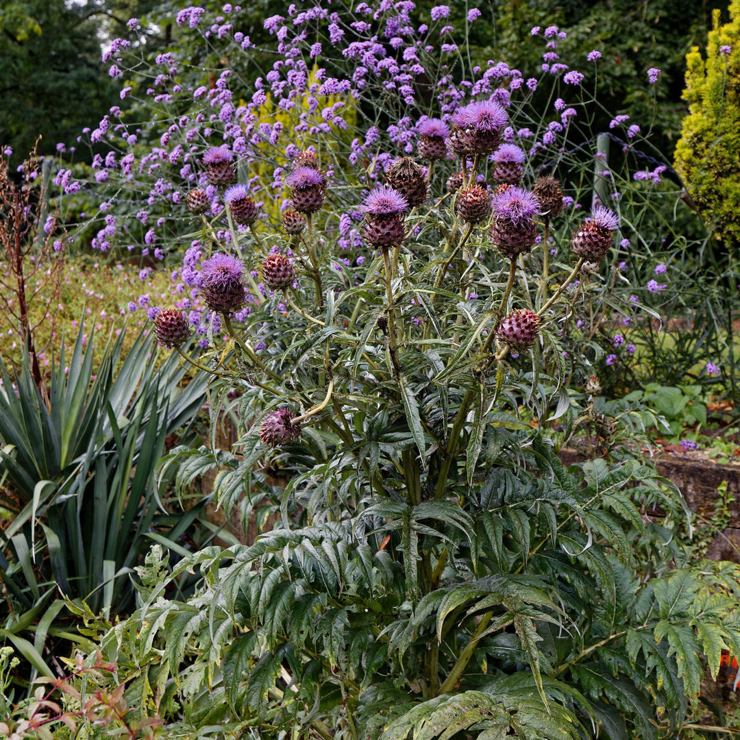 Cynara cardunculus ~ Cardoon-ServeScape
