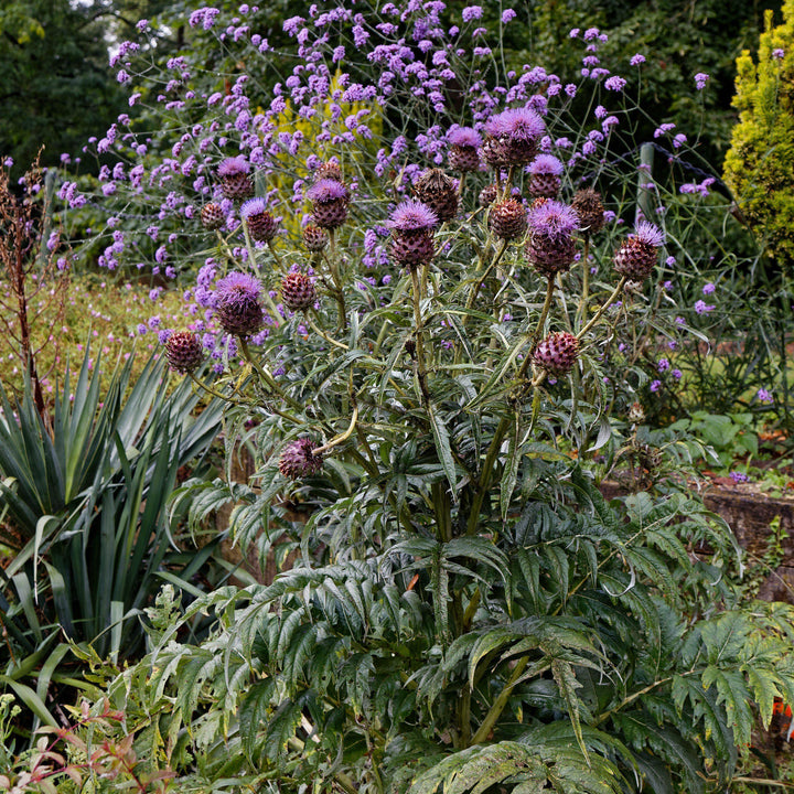 Cynara cardunculus ~ Cardoon-ServeScape