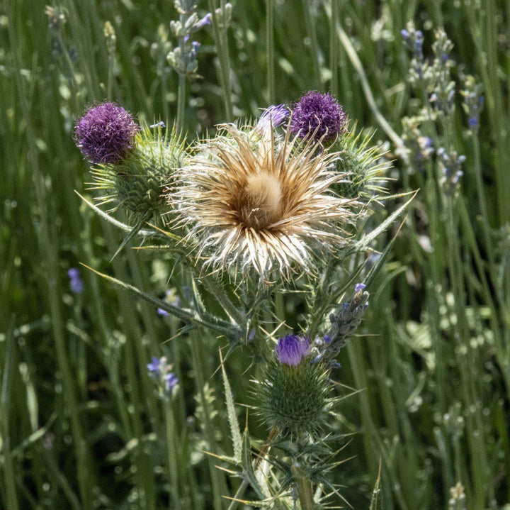 Cynara cardunculus ~ Cardoon-ServeScape