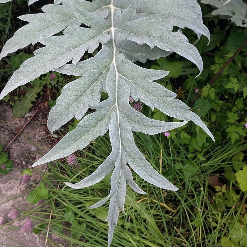 Cynara cardunculus ~ Cardoon-ServeScape