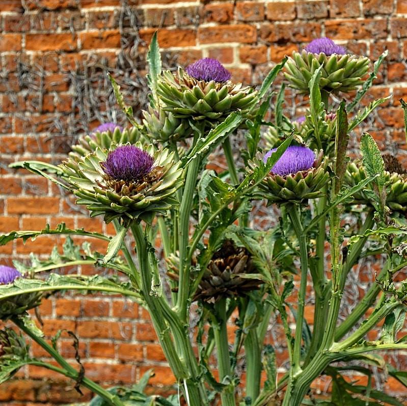 Cynara cardunculus ~ Cardoon-ServeScape