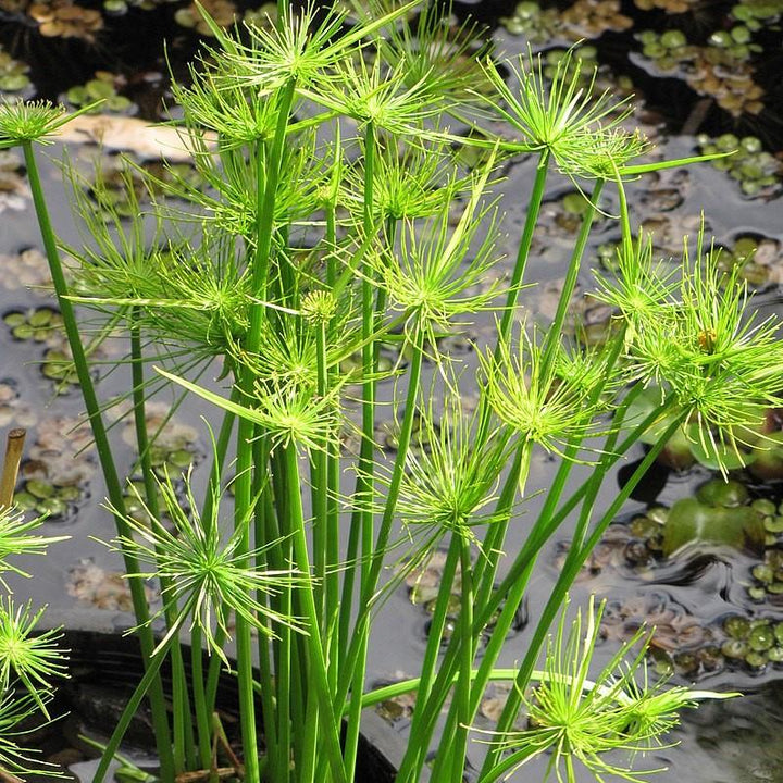 Cyperus Papyrus ‘Little Prince’ ~ Little Prince Dwarf Papyrus-ServeScape