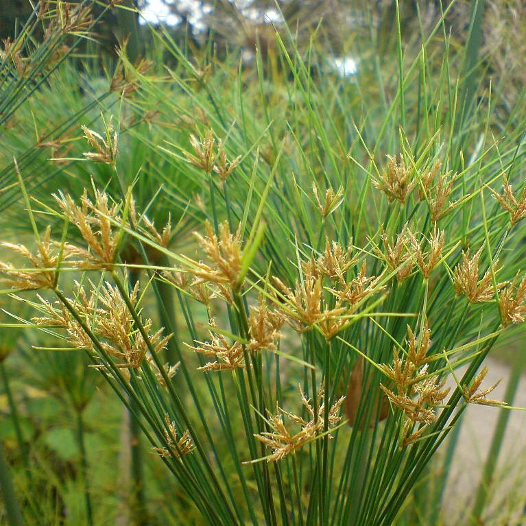 Cyperus Papyrus ‘Little Prince’ ~ Little Prince Dwarf Papyrus-ServeScape