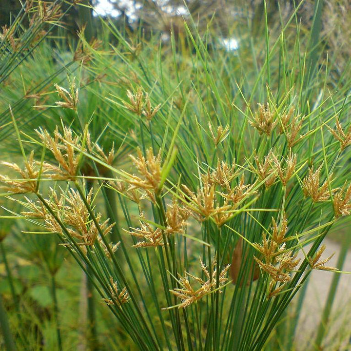Cyperus Papyrus ‘Little Prince’ ~ Little Prince Dwarf Papyrus-ServeScape