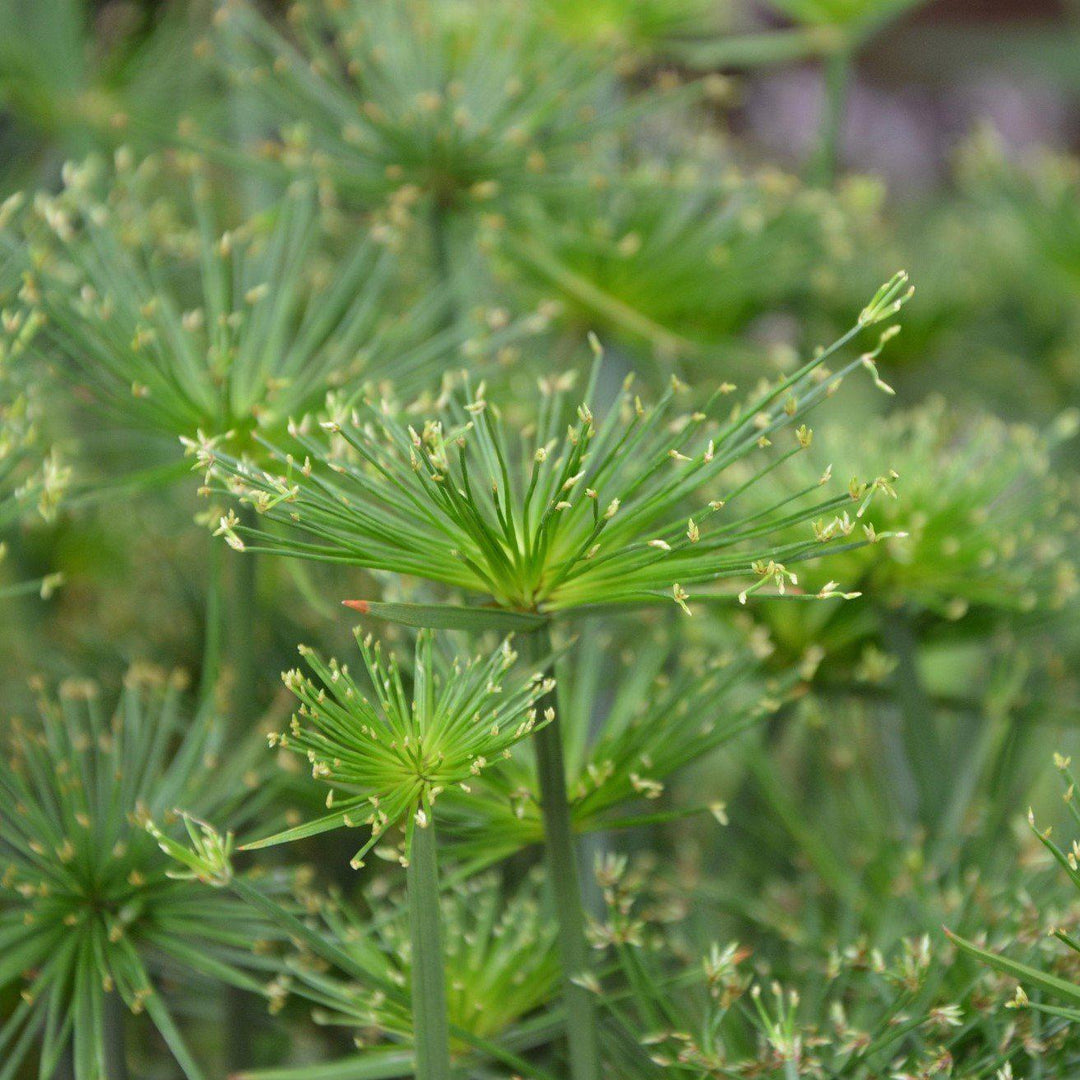 Cyperus Papyrus ‘Little Prince’ ~ Little Prince Dwarf Papyrus - Delivered By ServeScape