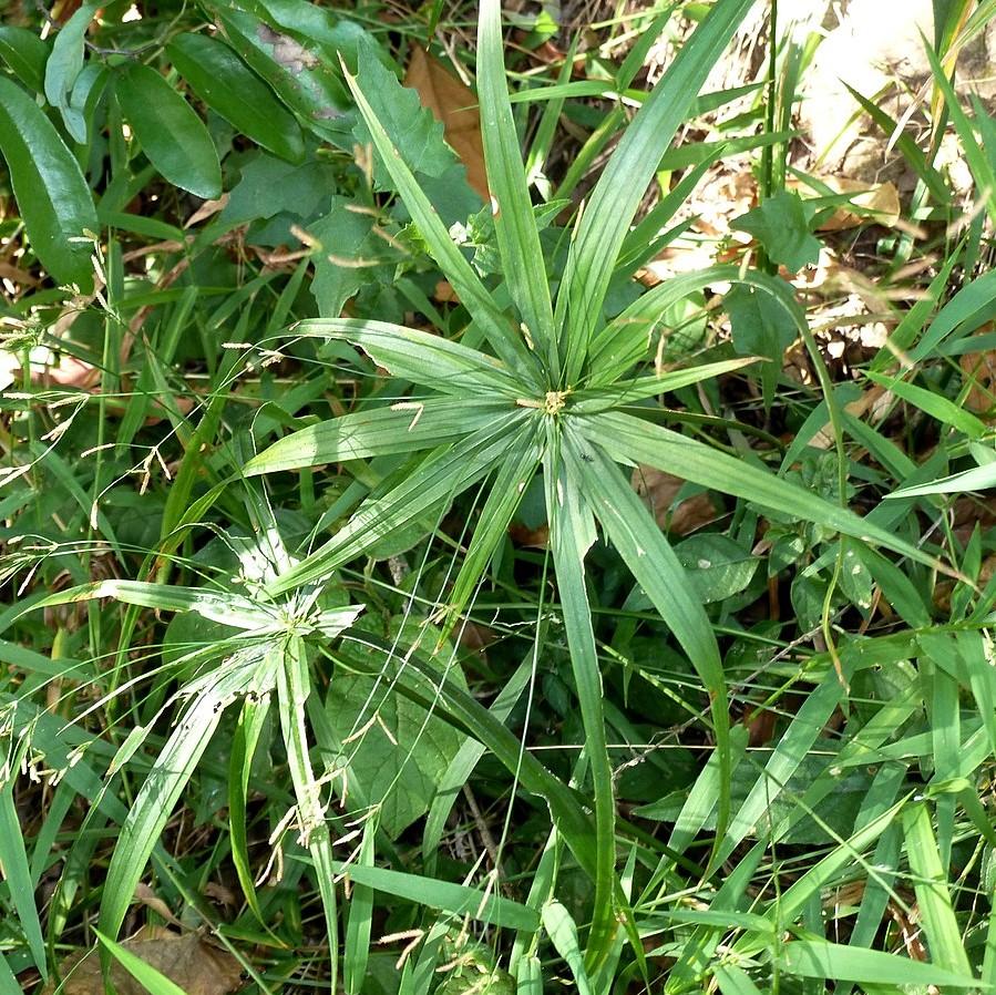 Cyperus albostriatus 'Starburst' ~ Starburst Sedge Cyperus-ServeScape