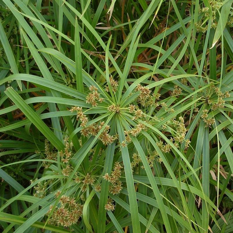 Cyperus alternifolius ~ Umbrella Palm-ServeScape