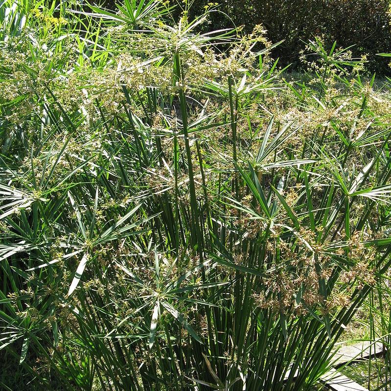 Cyperus alternifolius ~ Umbrella Palm-ServeScape