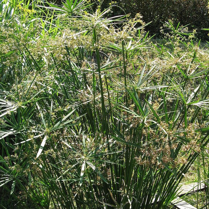 Cyperus alternifolius ~ Umbrella Palm-ServeScape