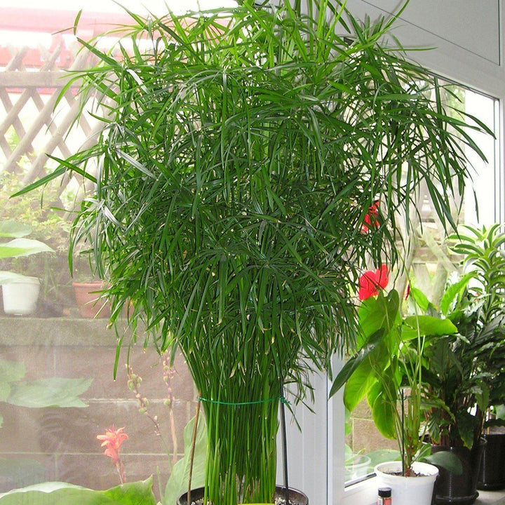 Cyperus alternifolius ~ Umbrella Palm-ServeScape