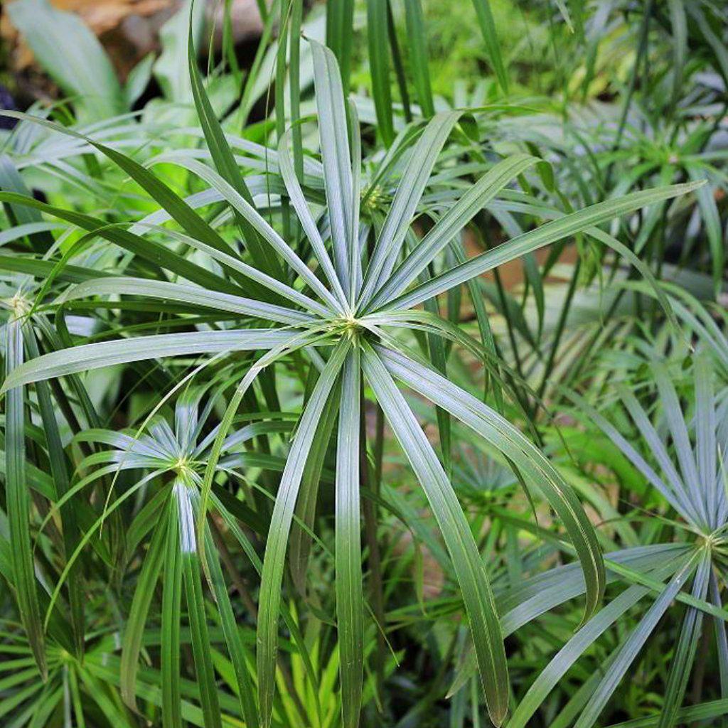 umbrella palm plant Umbrella Palm