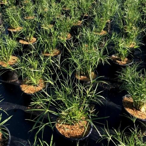 Cyperus alternifolius 'gracilis' ~ Miniature Umbrella Plant-ServeScape