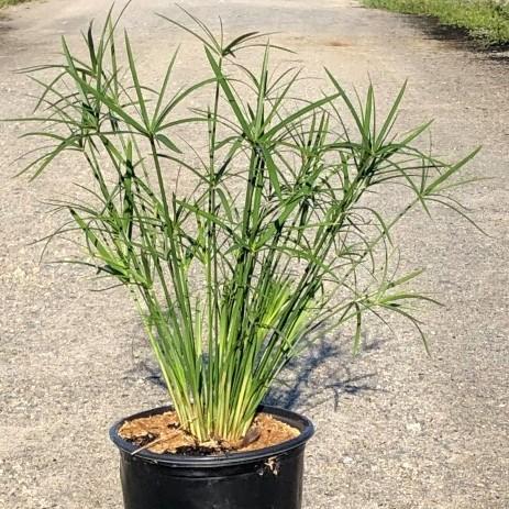 Cyperus alternifolius 'gracilis' ~ Miniature Umbrella Plant-ServeScape